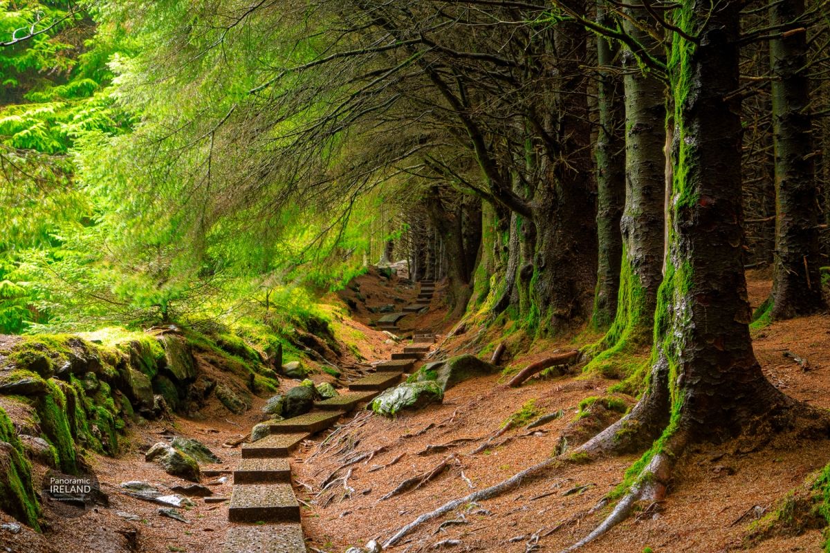 Ballinastoe Woods, Wicklow