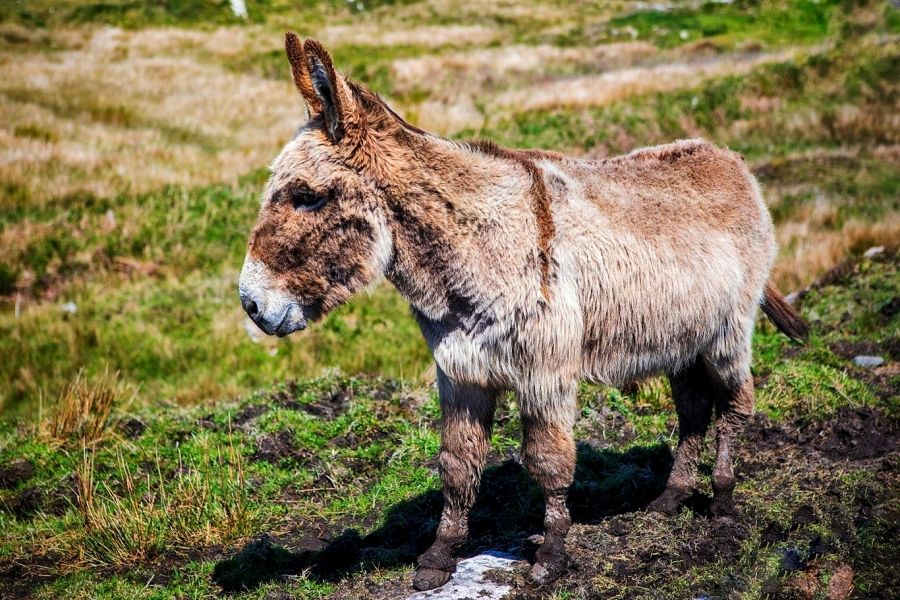The Irish Donkey