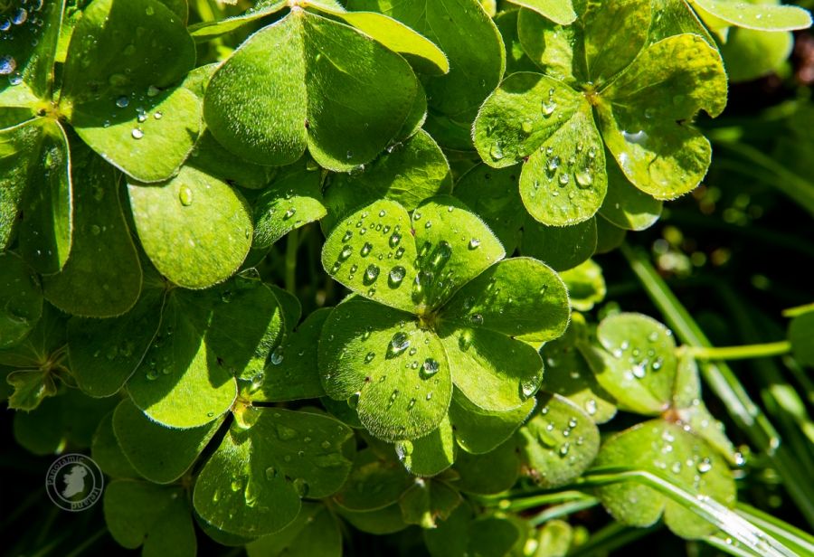 Shamrock Green from Ireland for Saint Patrick&#039;s Day