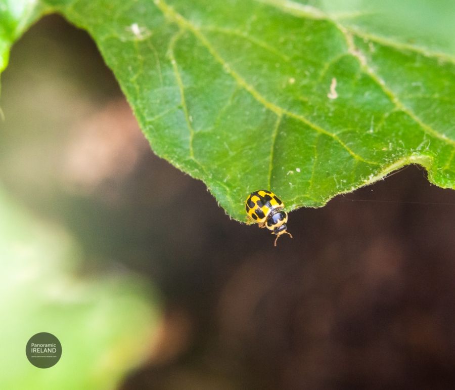 14-Spot Ladybird Propylea quattuordecimpunctata in Ireland