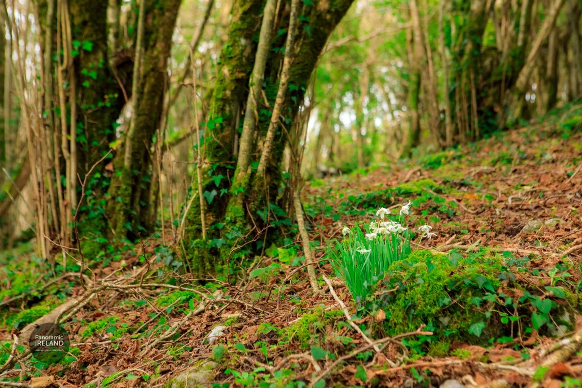 Snowdrops (Galanthus Nivalis / Pluirin Sneachta) Naturalised in the Spring Woodland, Ireland