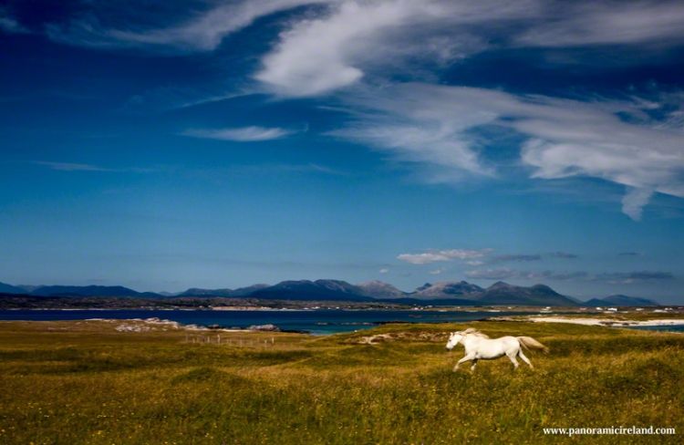 Connemara Pony