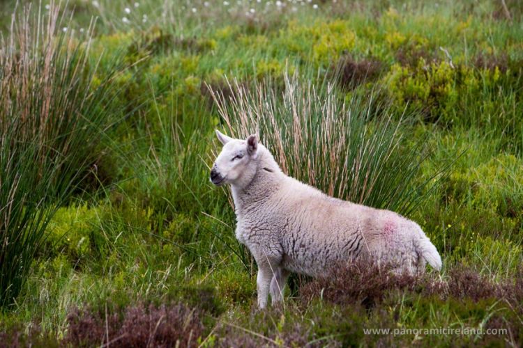 Wicklow Lamb