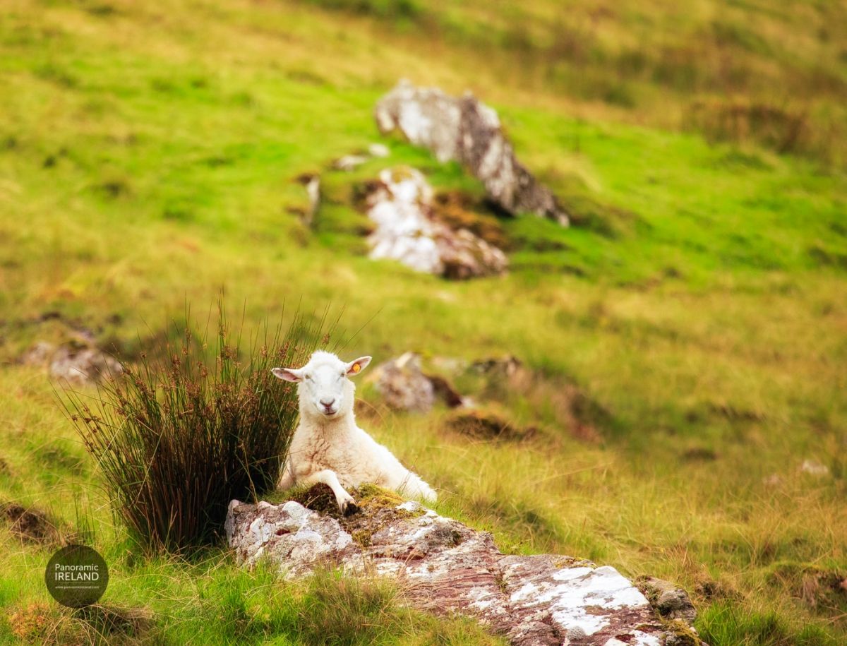 Donegal&#039;s Friendliest Sheep - Relaxing in the Irish Mountains