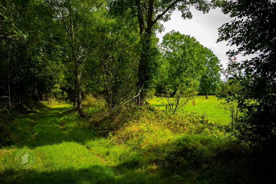 A Green Lane in Ireland