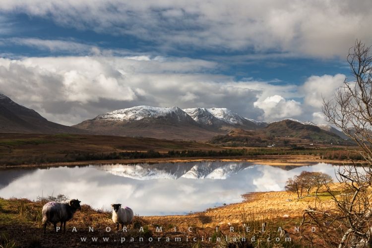 Snow, sheep and Reflection in Ireland&#039;s West