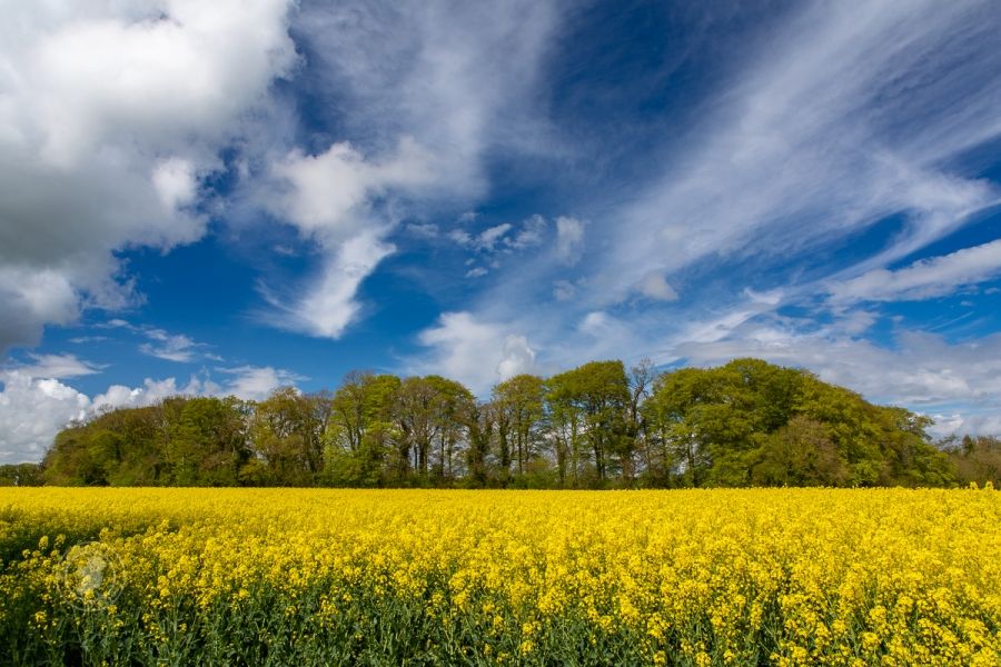 Fields of Gold and Blue in County Tipperary, Ireland