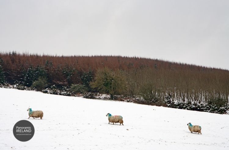 Snow and Sheep in Ireland