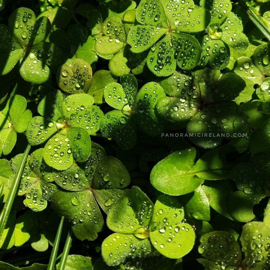Shamrock, Raindrops and Sunshine - Lots of Green in Irish Spring