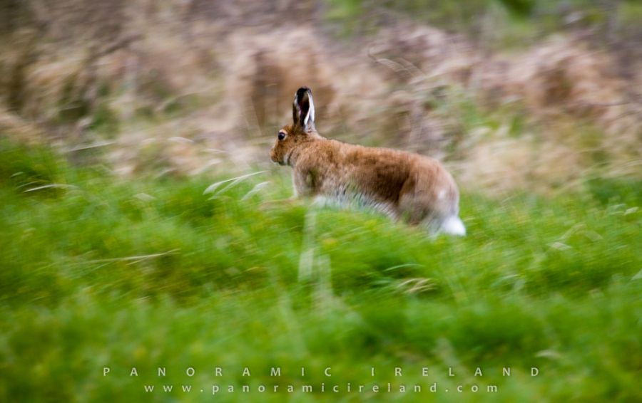 Mad March Hare / Easter Bunny