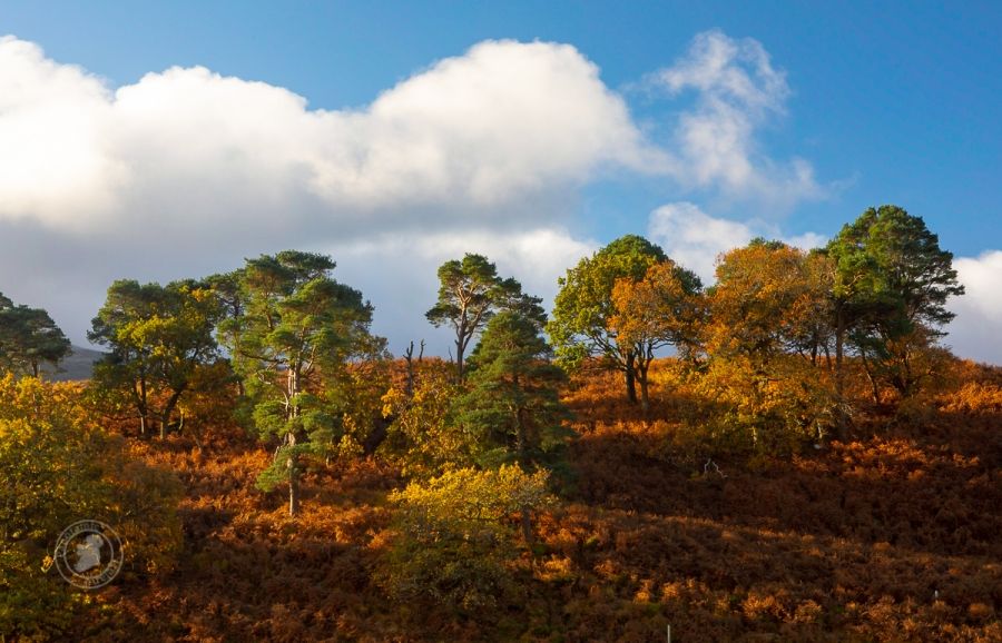 Riot of Colour in County Wicklow, Ireland