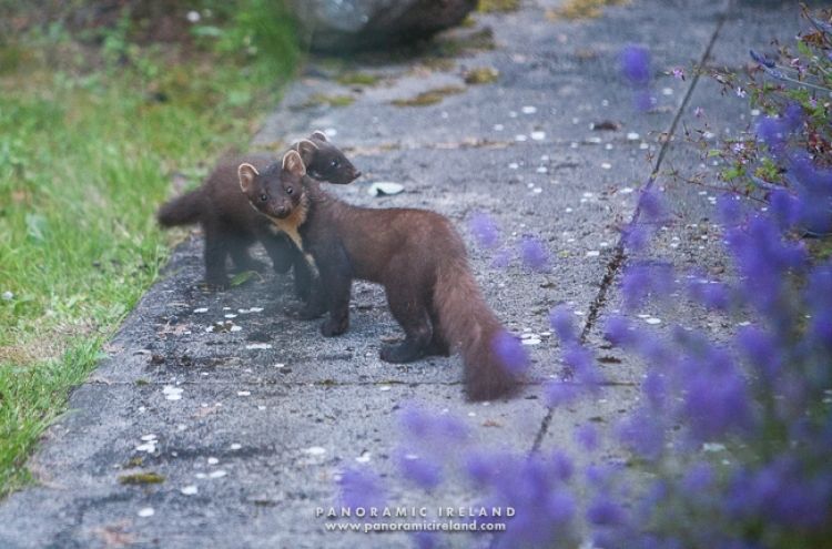 Photographing Pine Martens in Ireland