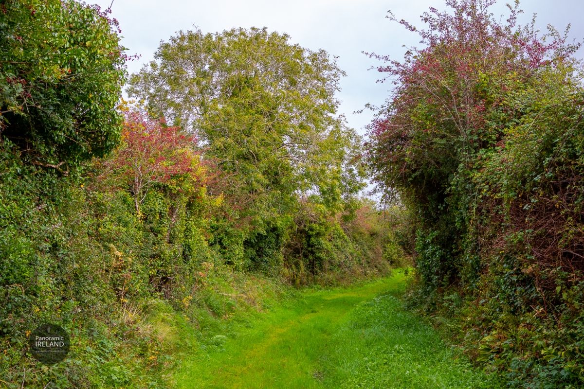 Green Roads, Red Berries in Ireland