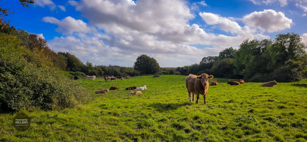 A First Look at Adobe Bridge 2025 - Quick Actions - Remove Background - Cows in a Field
