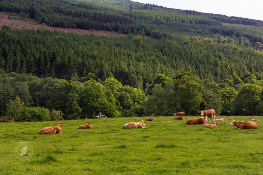 Pastoral Scenes of Cows and Green Landscapes