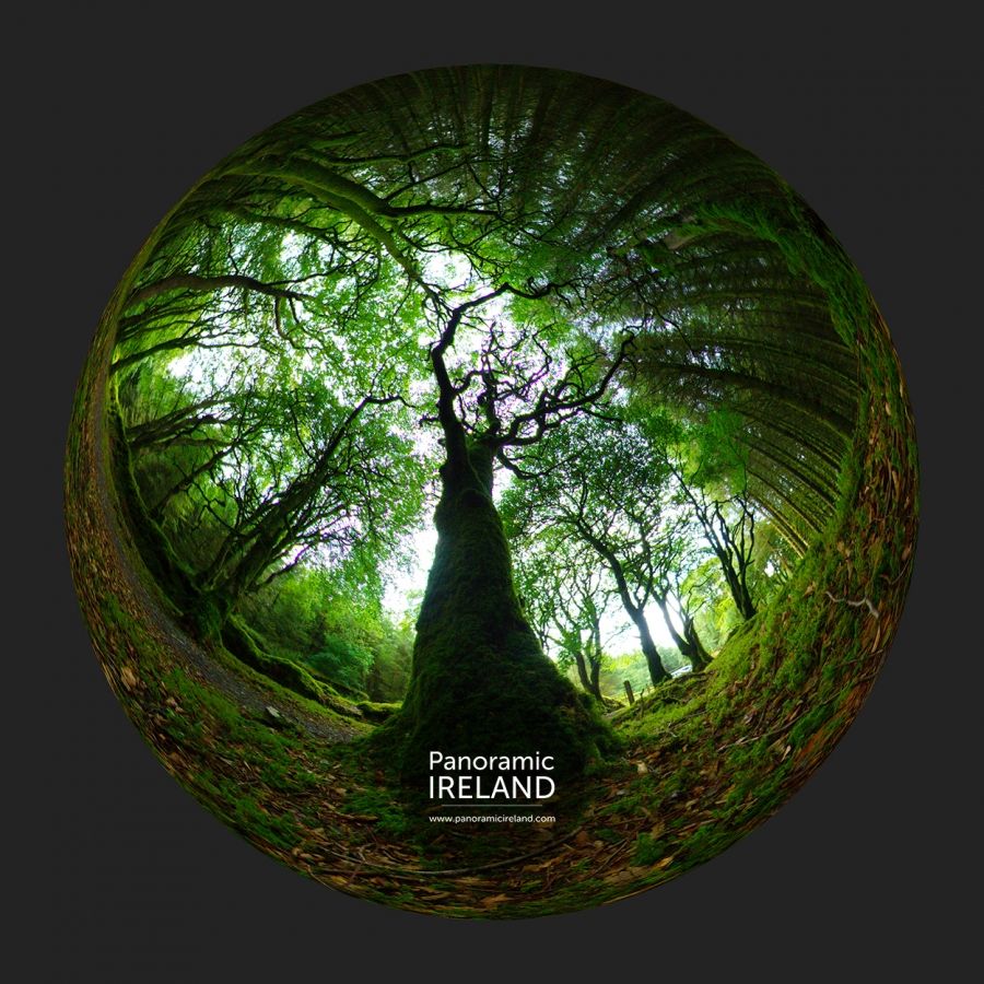The Mightiest Tree in the Forest