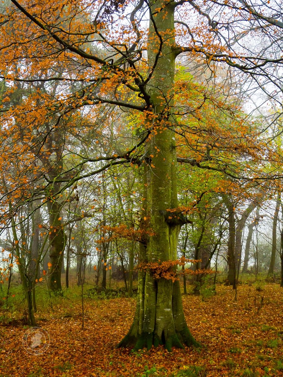An image of a beech tree in autumn with orangey, red leaves on the trees and on the ground, it's a grey day.