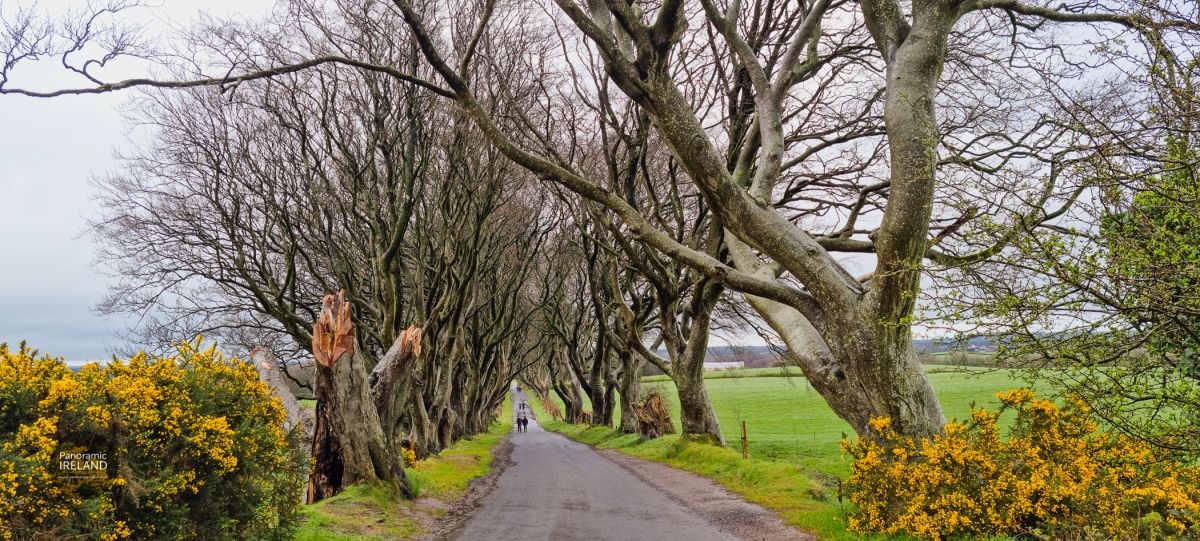 Return to the Dark Hedges, April 2024