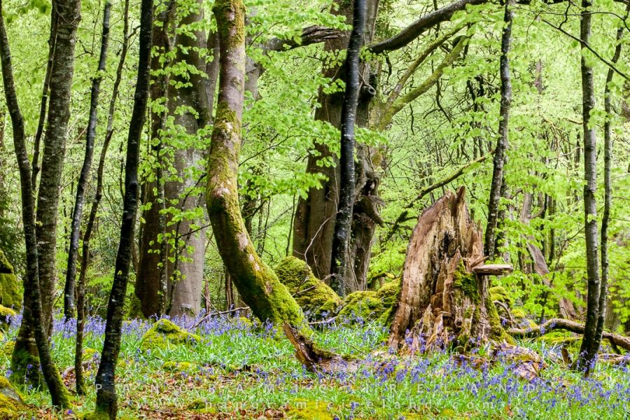 Irish Bluebells in the Woodland