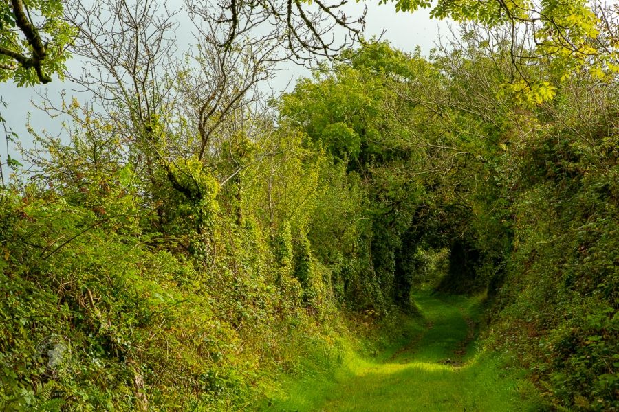 The Green Road