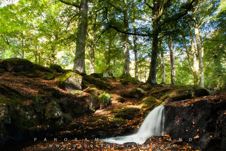 Woodland Stream, Leaves and Flowing, Falling Water