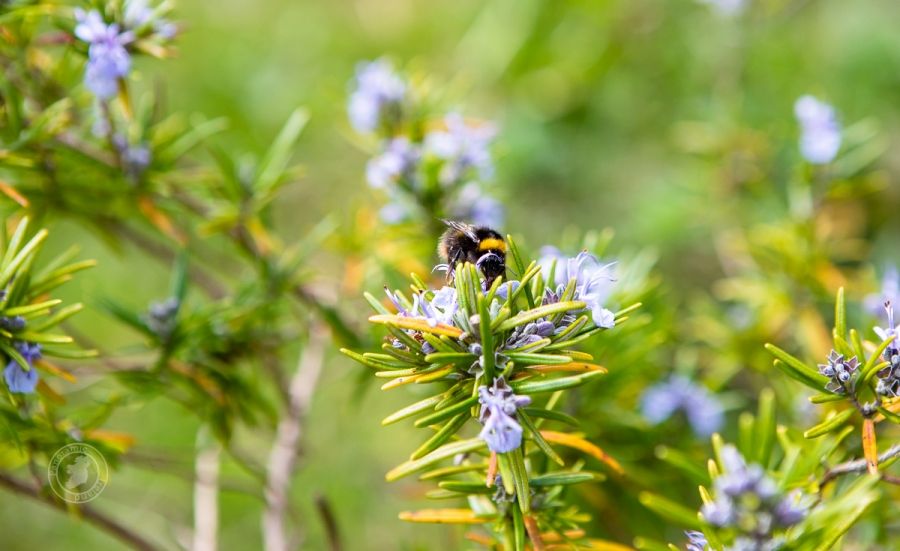 Bee in Spring, Rosemary Flowers