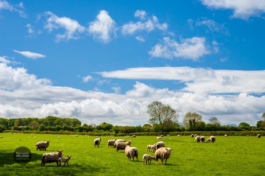 More Sheepy Scenes from Ireland on a Sunny Day