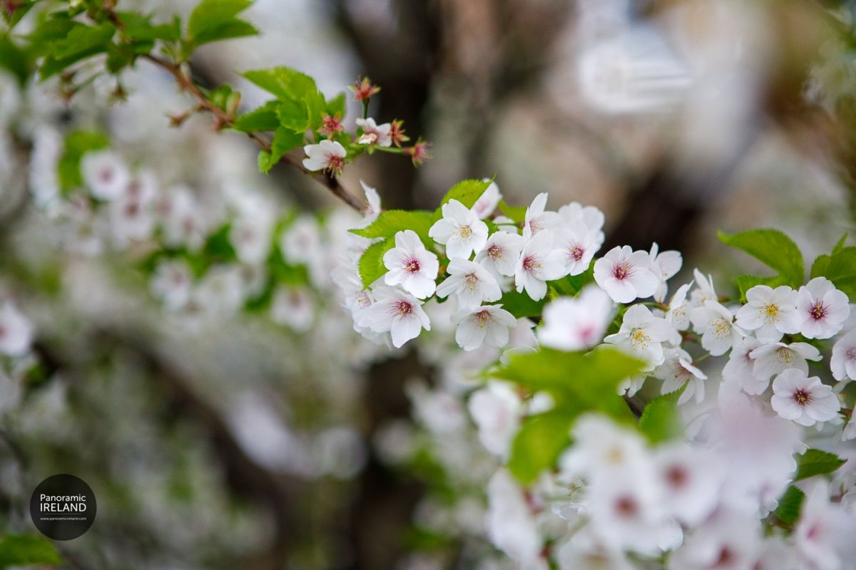 Cherry Tree Blossom, National Tree Week