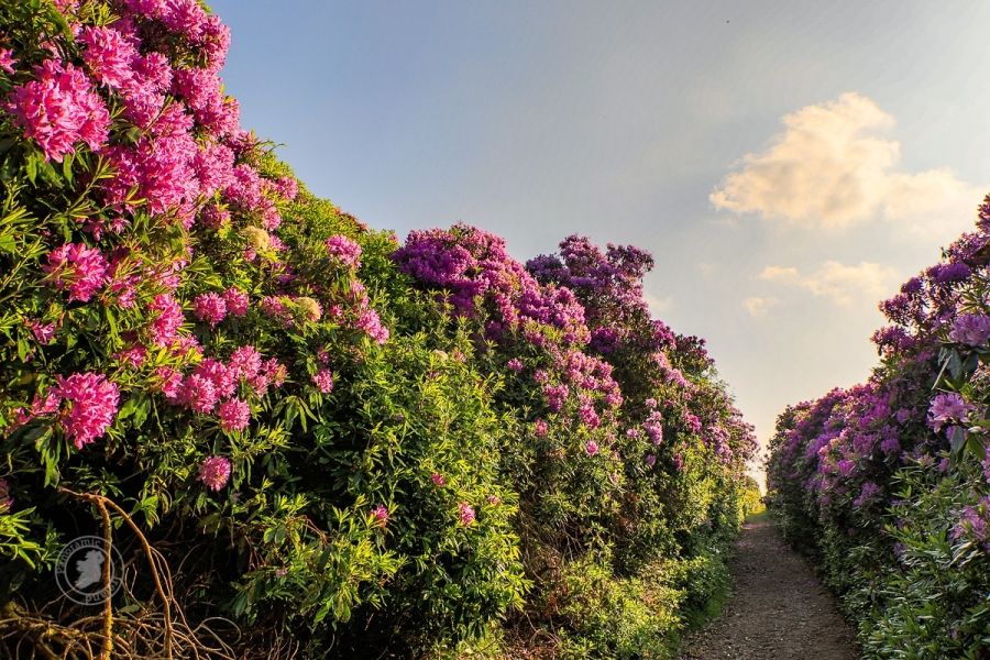 Pink in Summer, Rhododendrons in Ireland