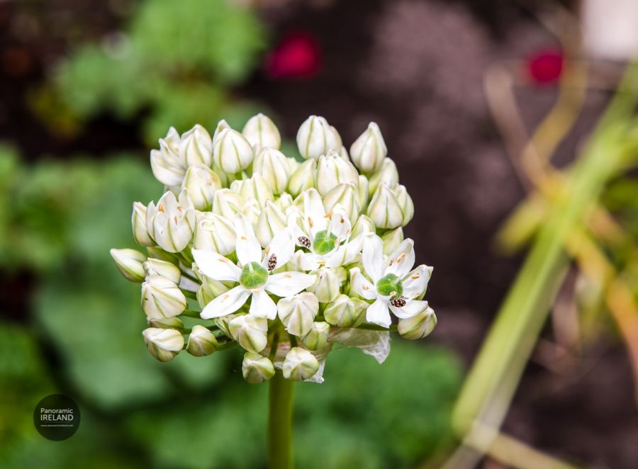 Allium Flowers and Carpet Beetles