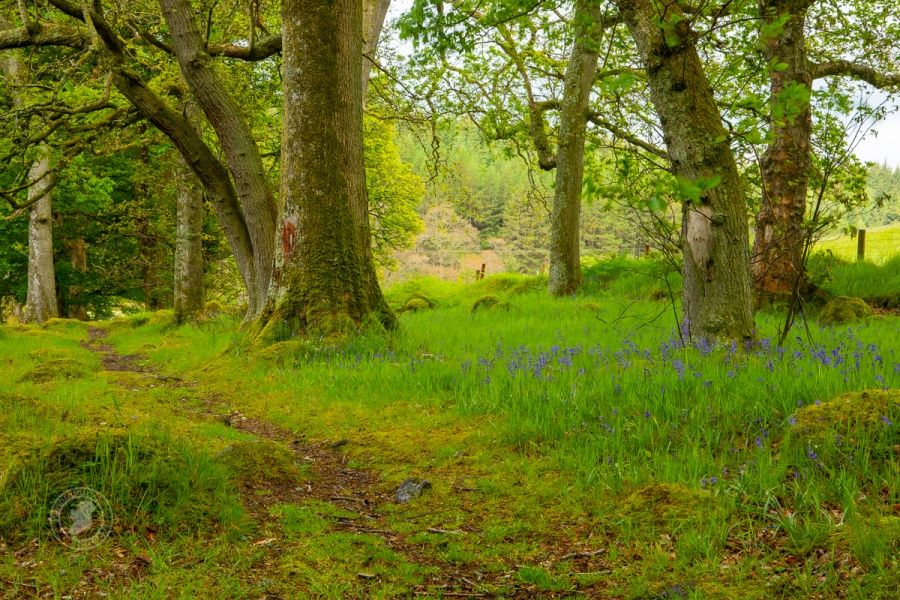 Bluebells in an Irish Woodland at end of Spring