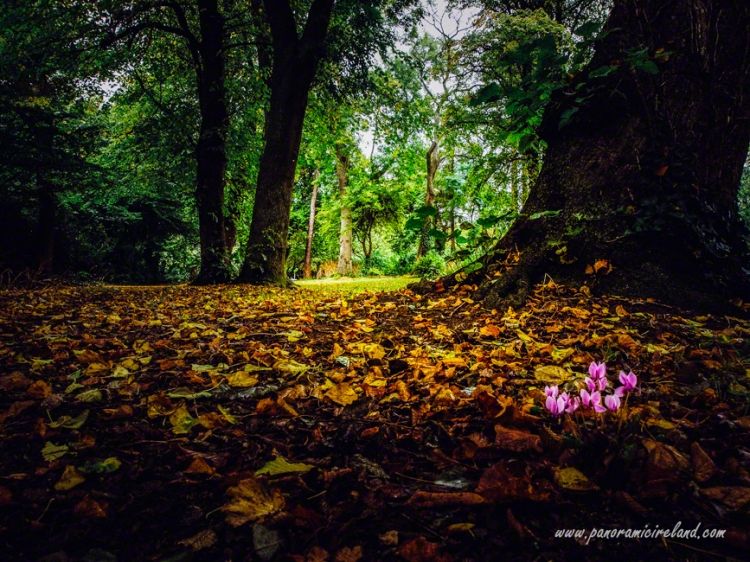 Cyclamen in the Park