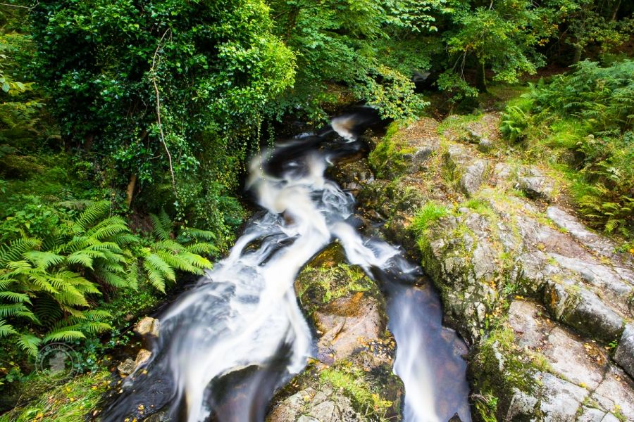Lush Woodland Stream in September, Ireland