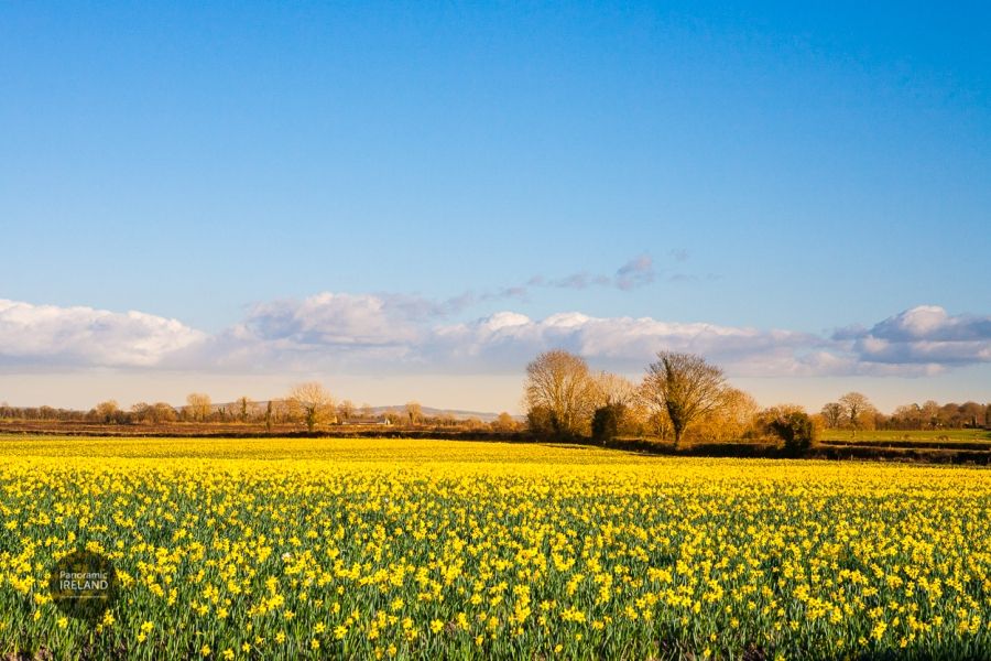 Saint David&#039;s Day, Field of Daffodils in the Irish Countryside - Spring
