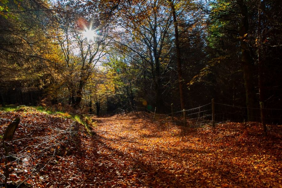 Autumn Lanes of Fallen Leaves