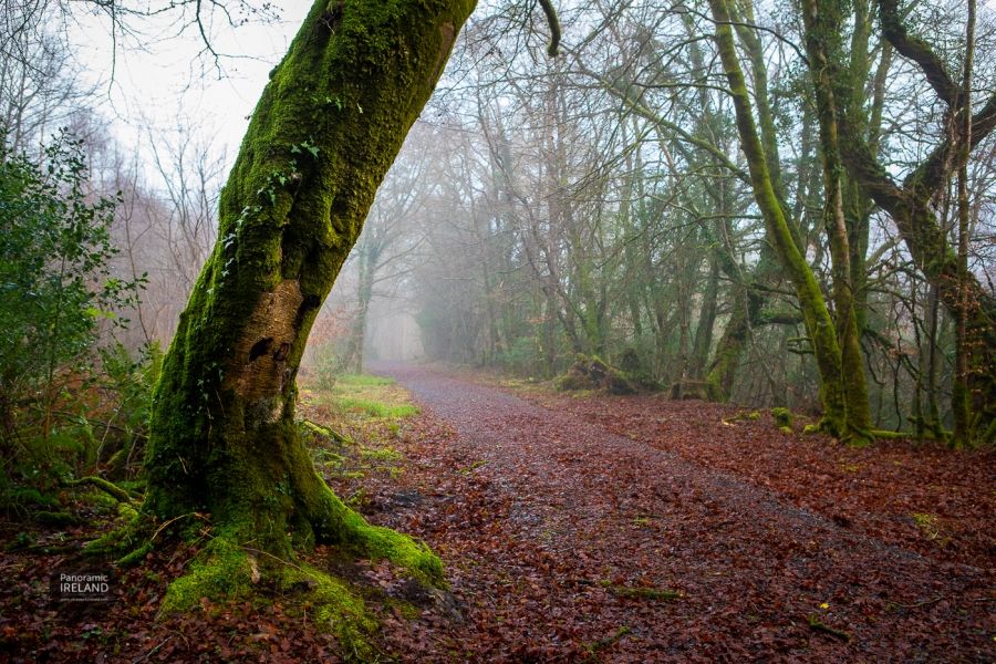 The Foggy Forests of Ireland - Green, Red and Ethereal