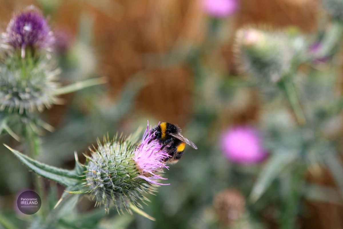 Bumblebee Bombus Terrestris - Buff-tailed Bumblebee on Thistle, Ireland