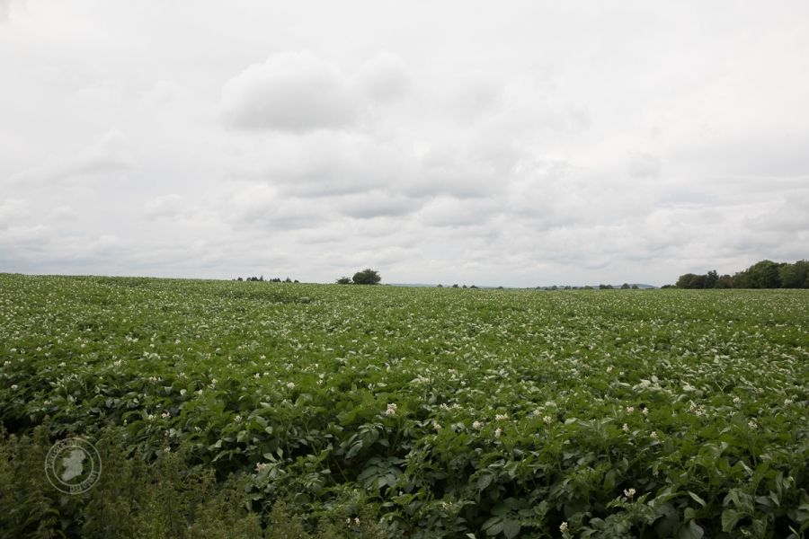 Field of Potatoes