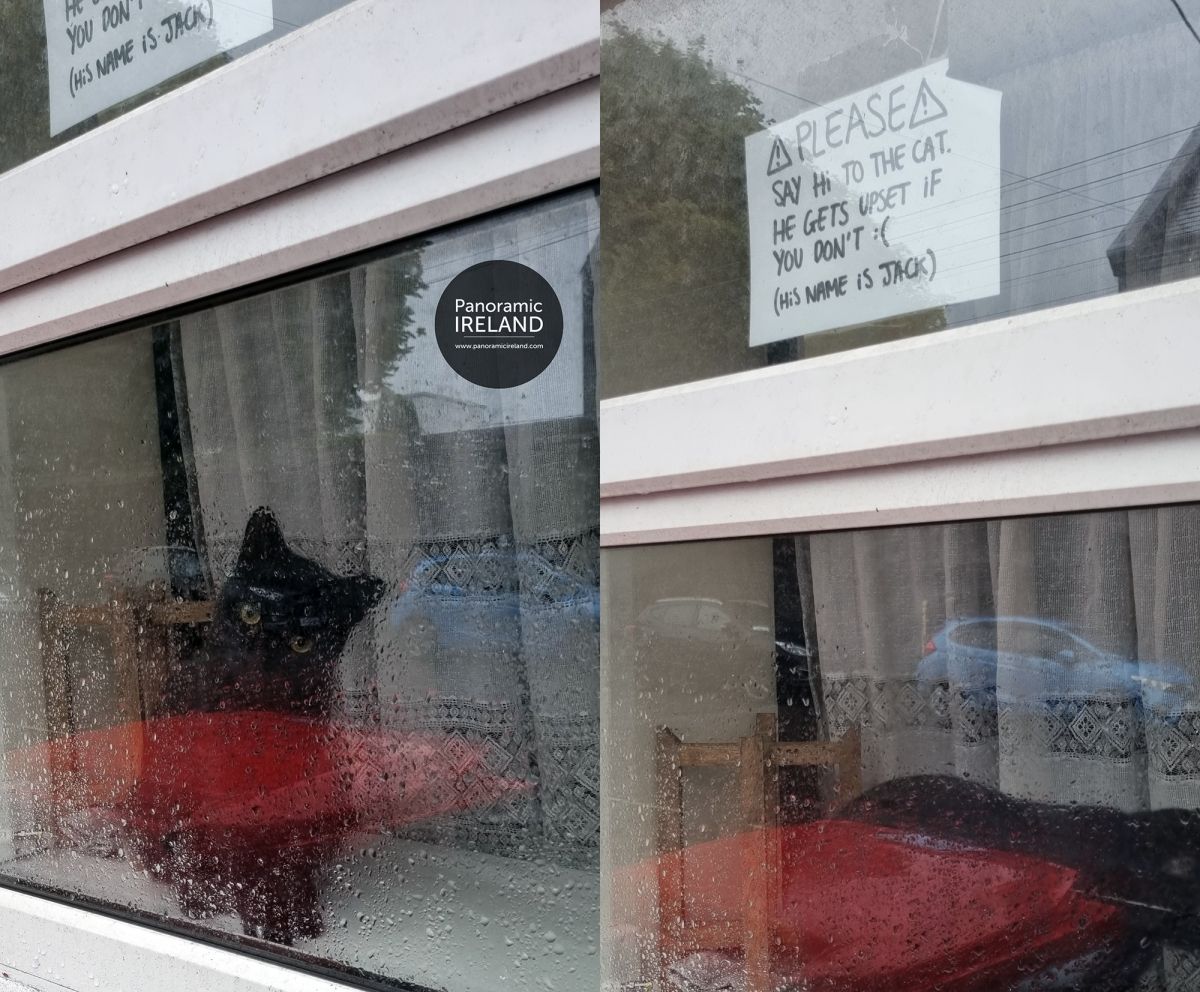 Meet Jack, Cork&#039;s Friendliest Cat