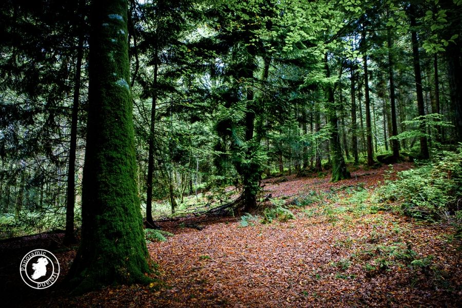 In the Forest with Camera