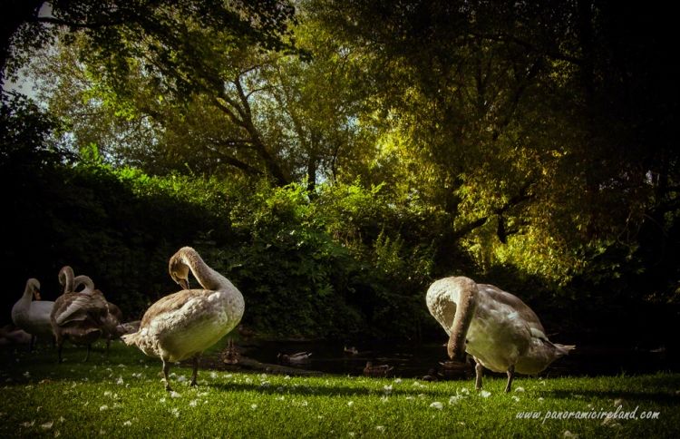 Cygnets Preening