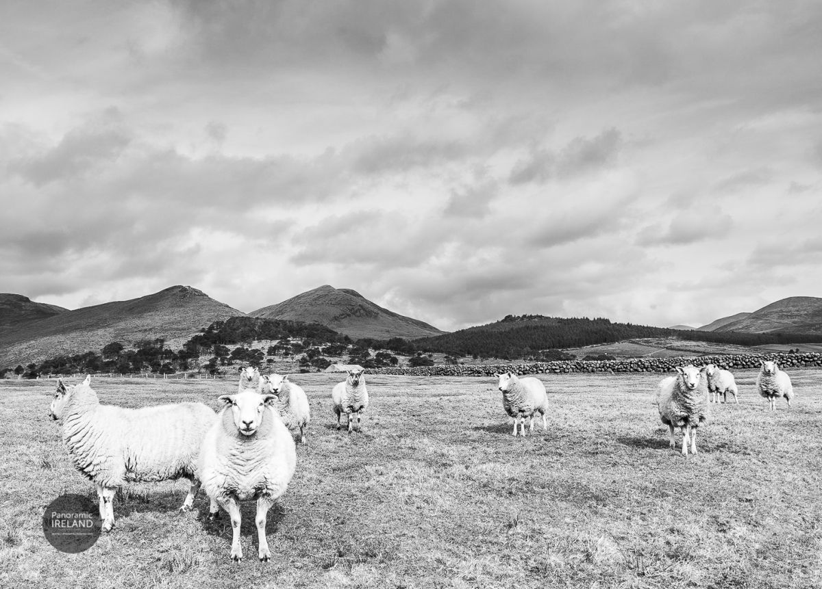 An Arrangement of Sheep, Co. Down, Northern Ireland