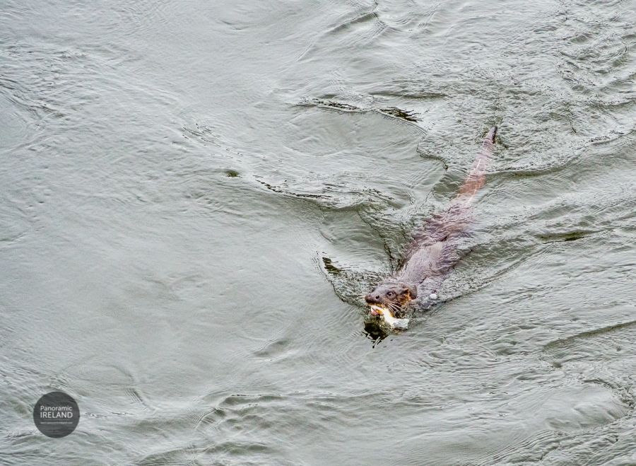 Otter of the River Suir