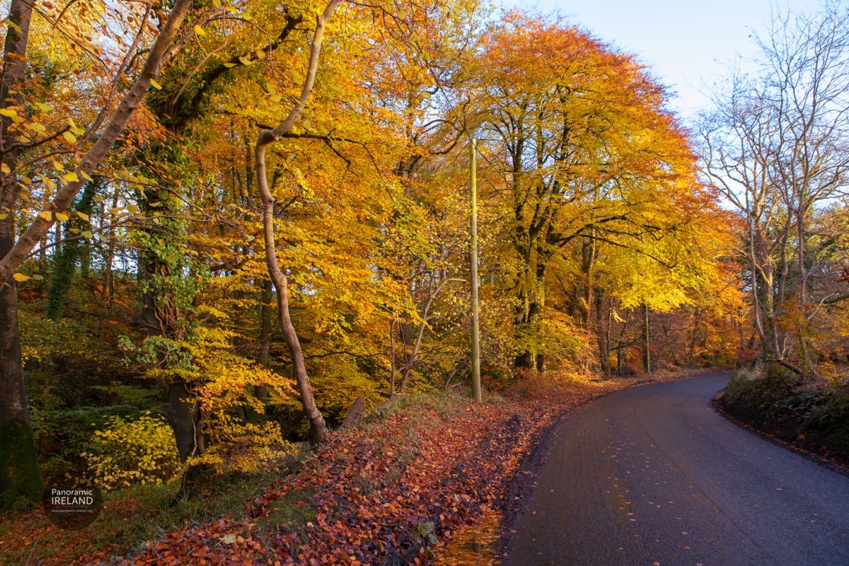 Golden Colour on the Autumn Road, Ireland