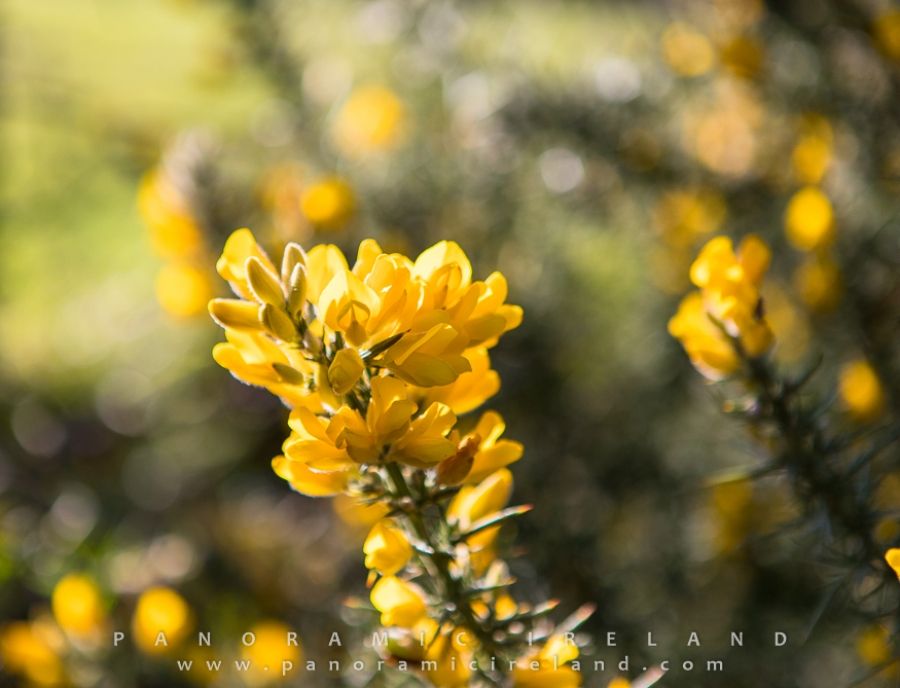 A Little Winter Colour in Ireland, Gorse on the Mountainside