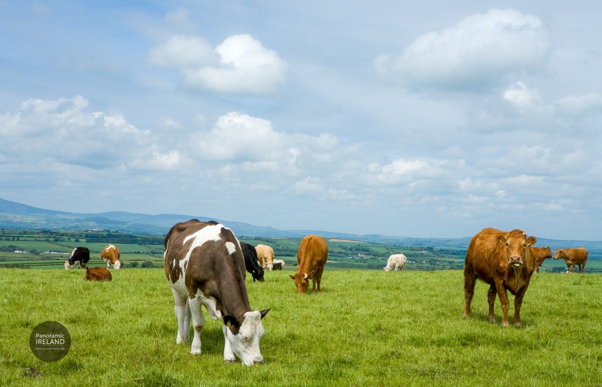 Cows on the Hill, Wexford, Ireland