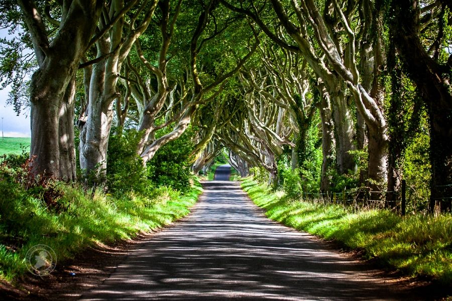Northern Ireland&#039;s Dark Hedges