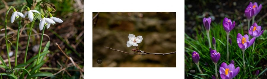 Crocus, Snowdrop and Cherry Blossom in January - Ireland