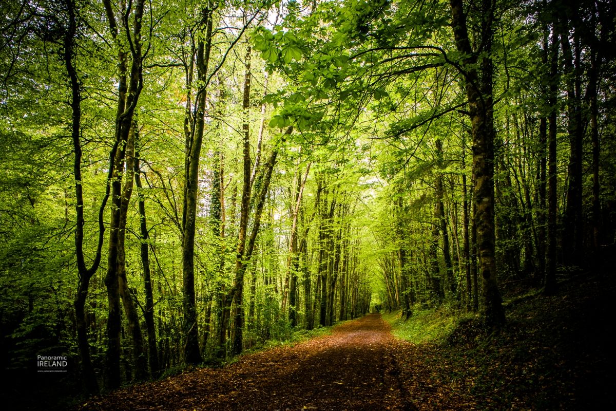 In the Woods of Ireland with Camera