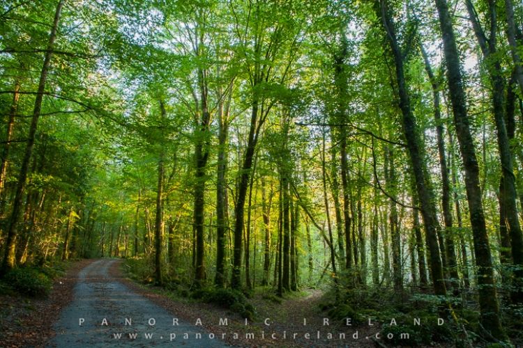 Walking in the Woods